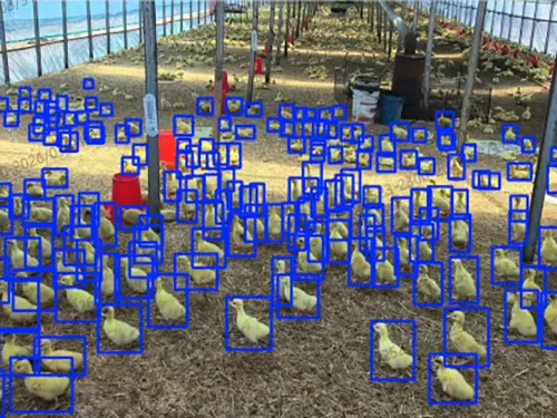 counting-poultry-result