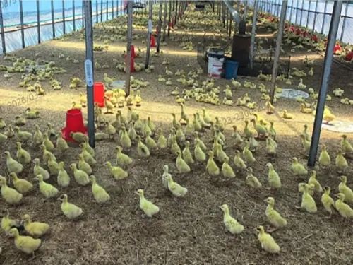 counting-poultry-source