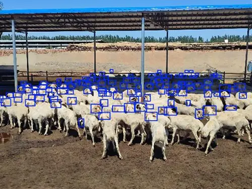 counting-sheep-result