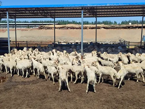 counting-sheep-source