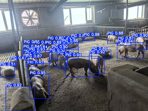 counting-swine-result