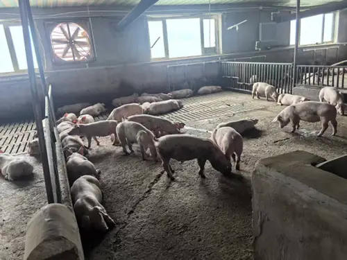 counting-swine-source