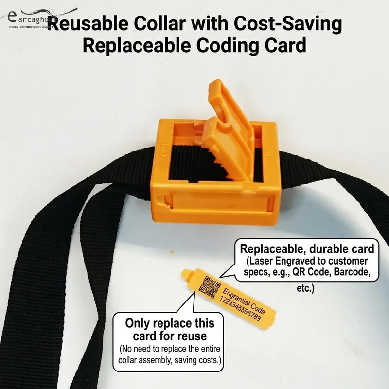 Bluetooth collar 1
