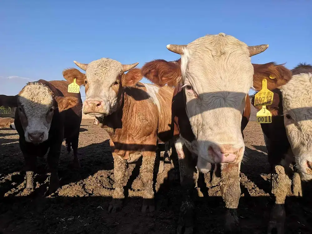 Cattle Face Recognition banner1