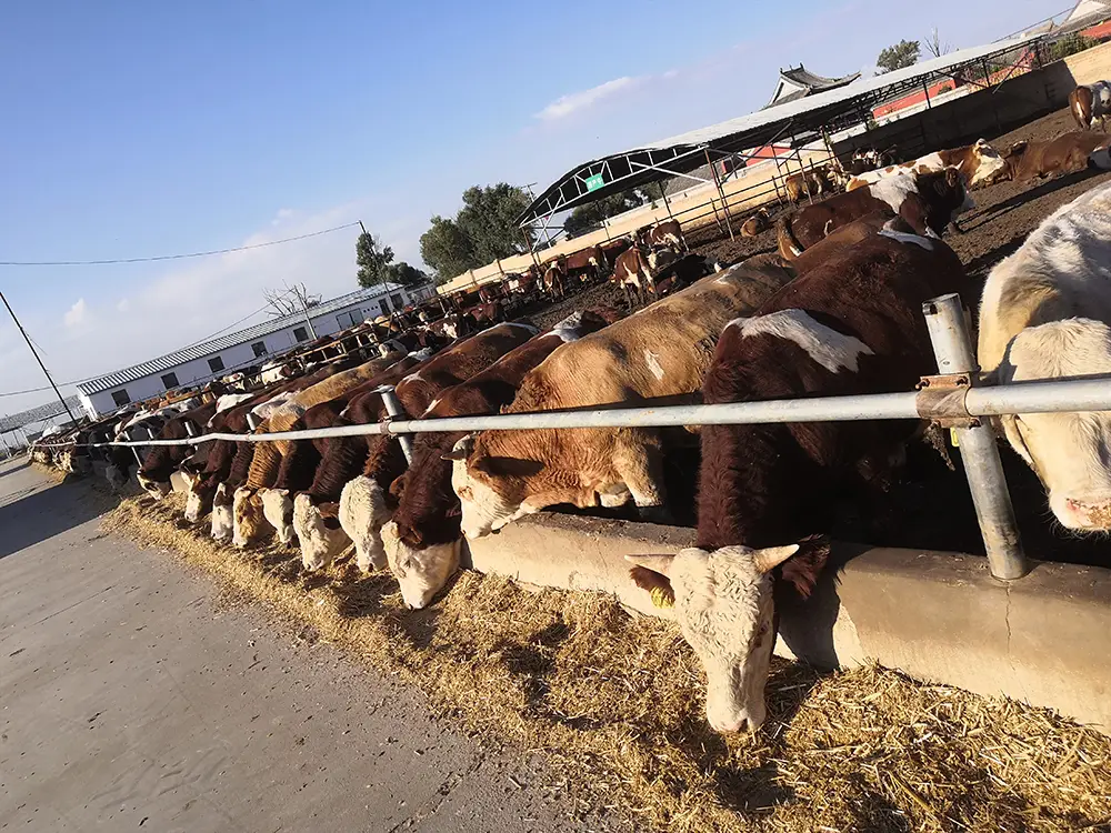 Cattle Face Recognition banner12
