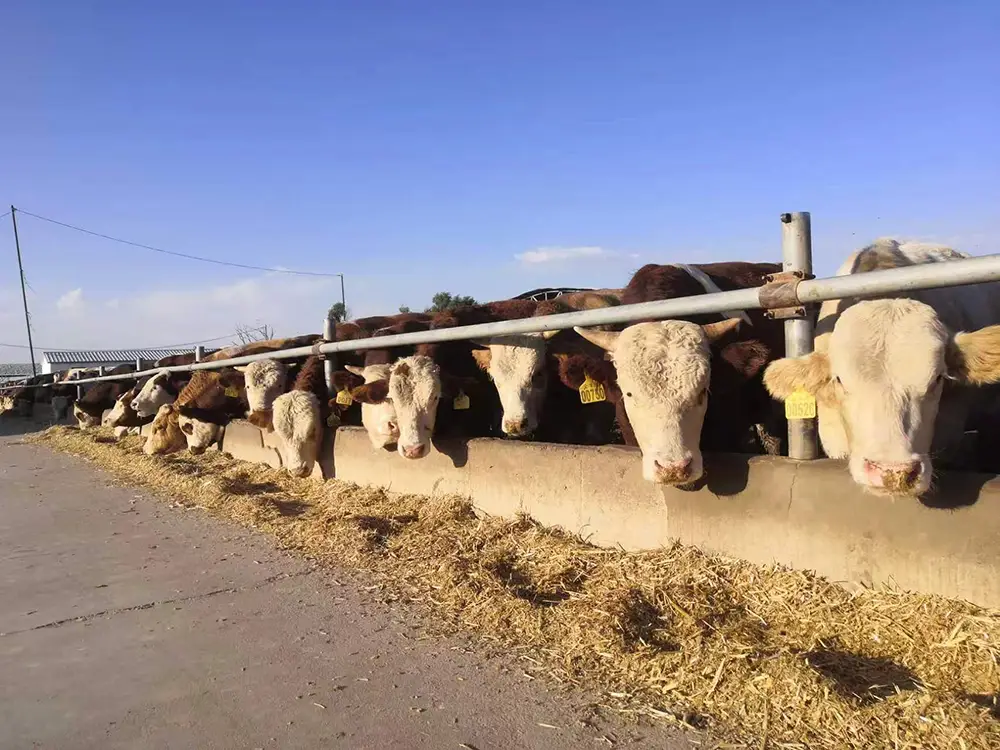 Cattle Face Recognition banner13