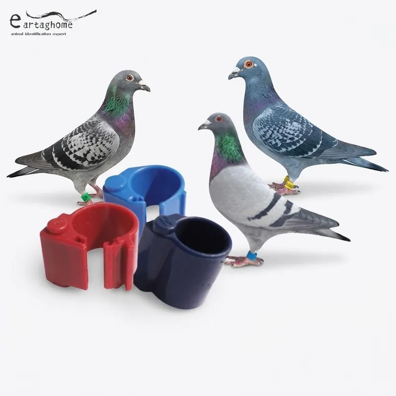Suan Intelligent bird bands (2)_with_logo