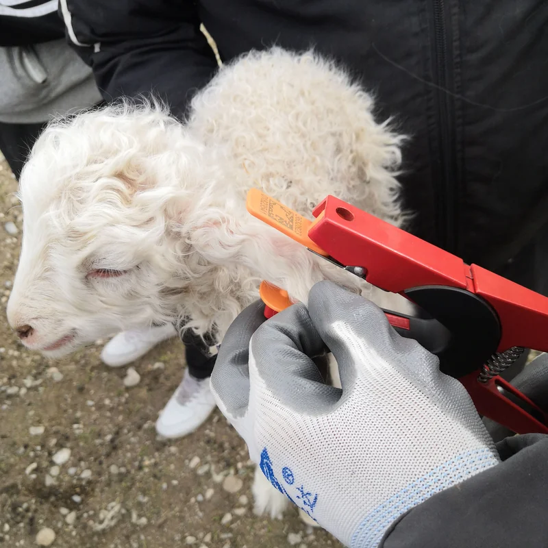 ear tag applicator for sheep